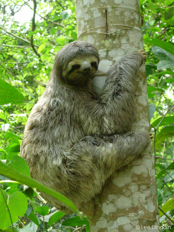 Lee Dingain sloth World Land Trust.jpg Lee Dingain sloth World Land Trust.jpg